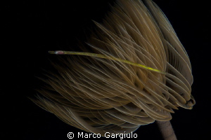 small mediterranean pipefish into a tube worm by Marco Gargiulo 